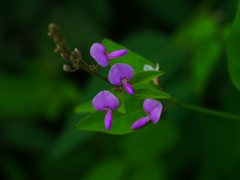 flower1040104