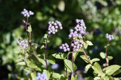 flower06502