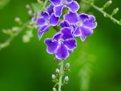 flower1030777