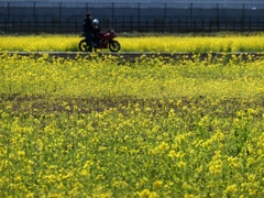 flower1003929