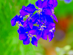 flower1020603