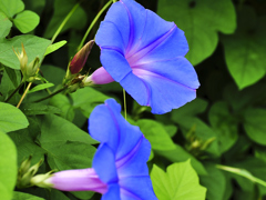 flower1020636-2