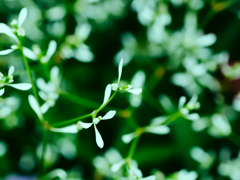flower1030830