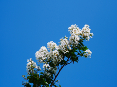 flower1030842