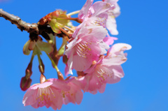 flower6504