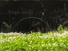 flower1010613