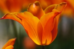 flower06080
