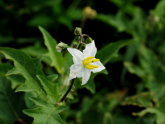 flower1030624