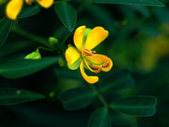 flower1030506