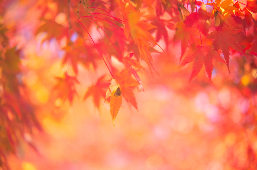 tree0210