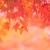 tree0210