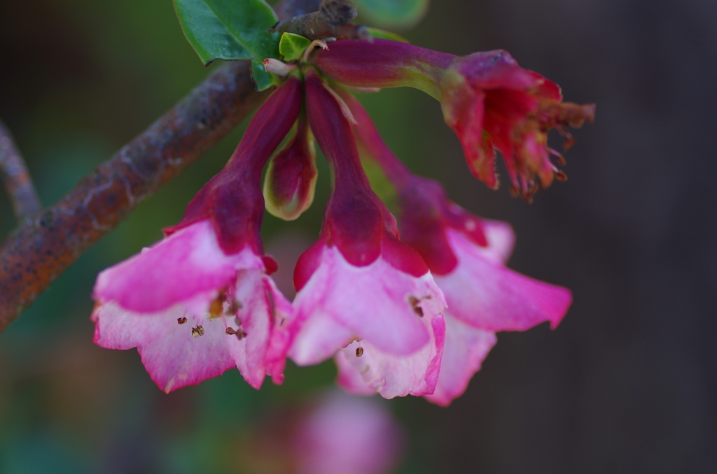 flower6807