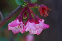 flower6807