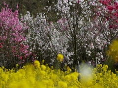 flower1010193