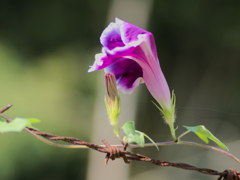 flower1030682