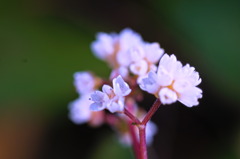 flower7005