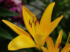 flower1020447