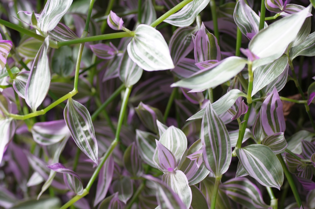 plant06372