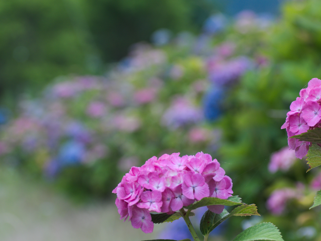 flower1020358