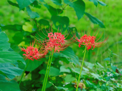 flower1040292