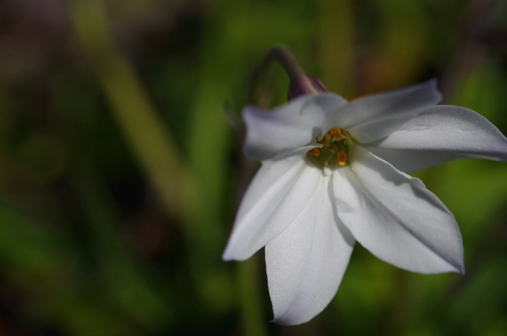 flower6796