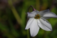 flower6796