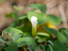 flower1000206
