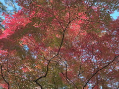 leaves0796