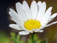 flower1000236