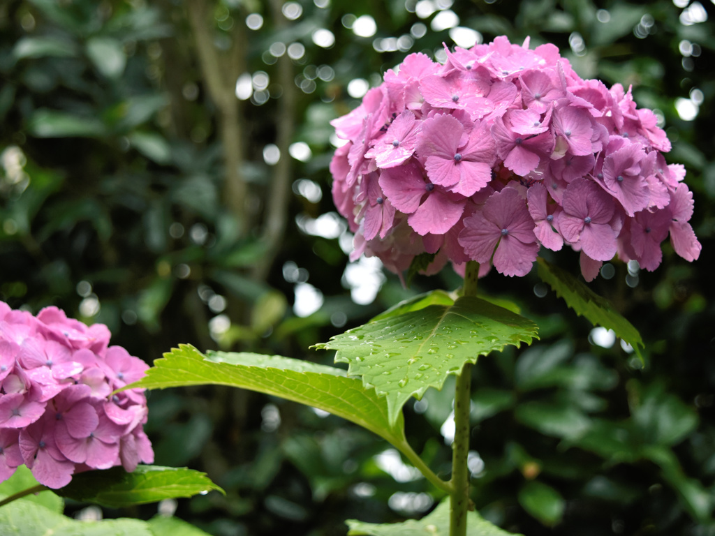 flower200015