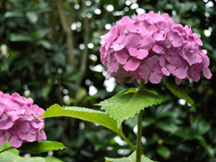 flower200015