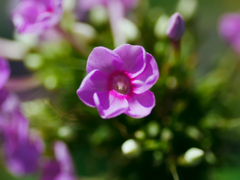 flower1030892