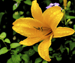 flower1020850