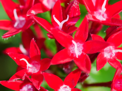 flower1040114