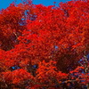tree1325