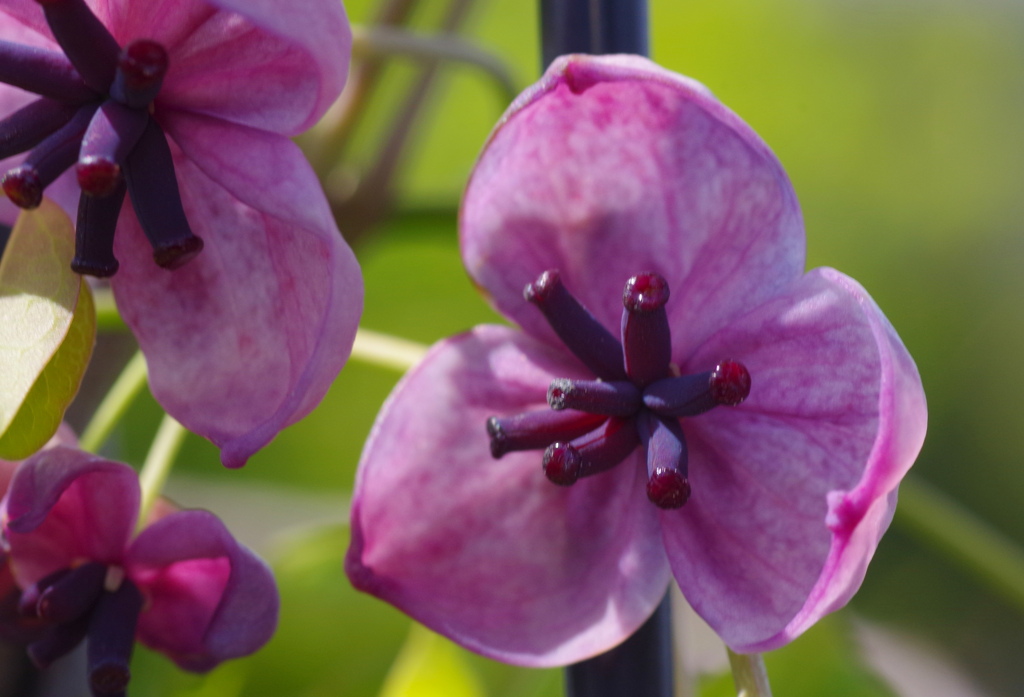 flower7079