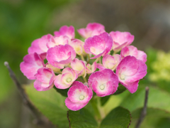flower1020345