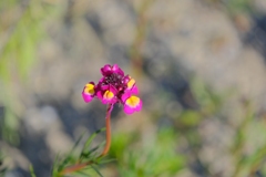 flower7860