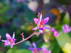 flower7966