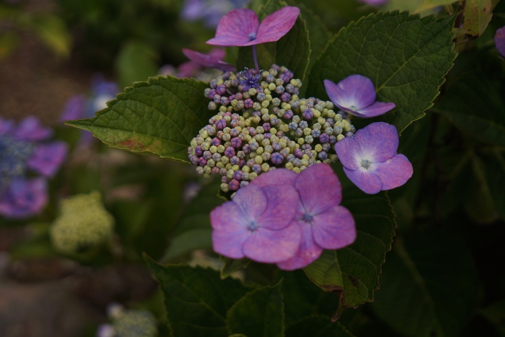 flower03268