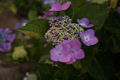 flower03268