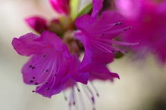 flower6825