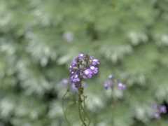 flower1010674