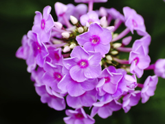flower1020882