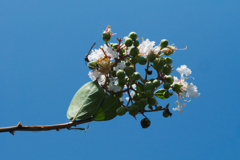 flower1030514