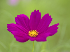 flower1030100
