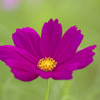 flower1030100