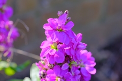flower7977