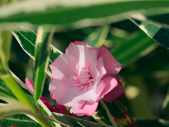 flower1030376
