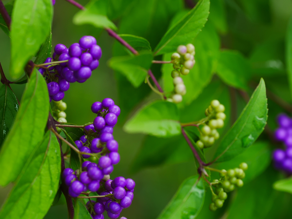 berry1030968